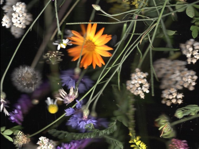 Kräutertees machen glückliche Bienen